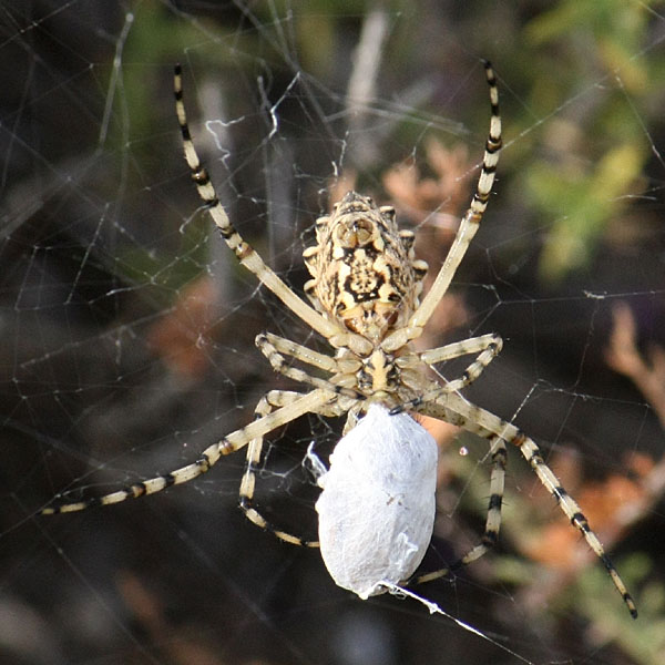 Argiope lobata